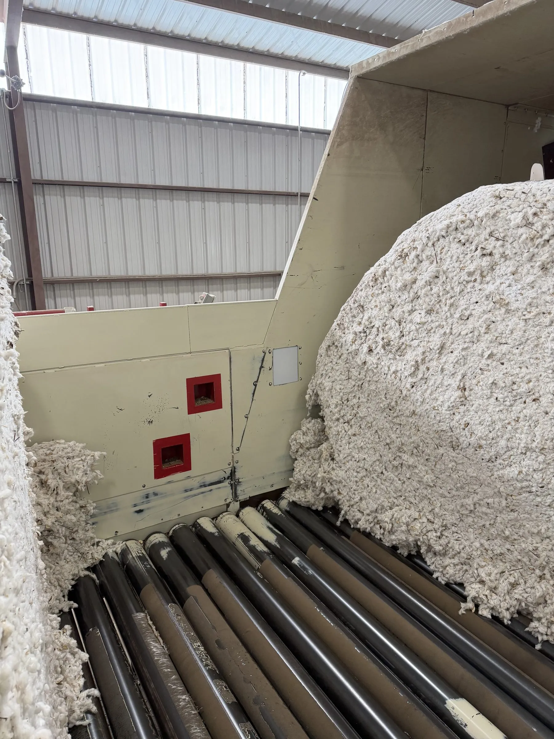 A round module of seed cotton on the roller bed of a module feeder